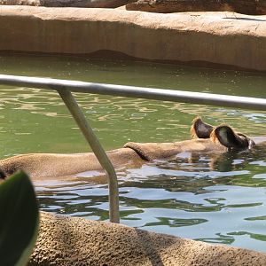 Indian Rhino Submerged