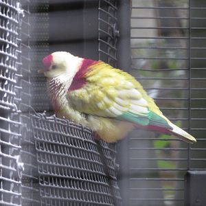 Many-colored Fruit Dove