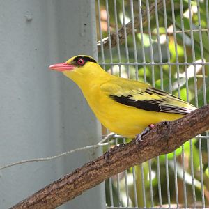 African Golden Oriole