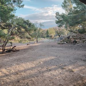 African Wild Dog Exhibit