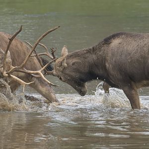Pere David's Deer, ZSL Whipsnade, UK