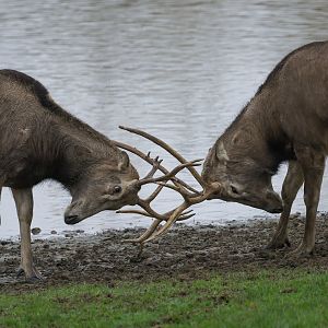 Pere David's Deer, ZSL Whipsnade, UK