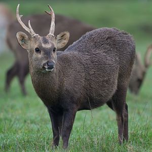 Hog Deer, ZSL Whipsnade, UK