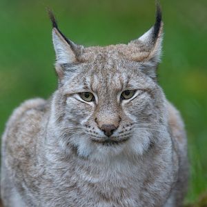 Eurasian Lynx, ZSL Whipsnade, UK
