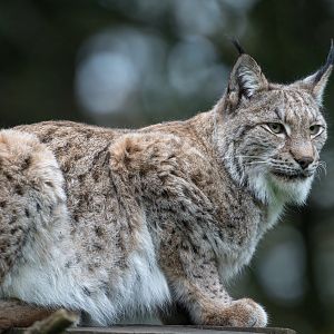 Eurasian Lynx, ZSL Whipsnade, UK