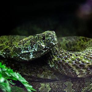 Mangshan viper