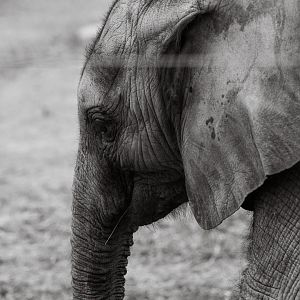 Kirkja (African bush elephant calf)