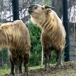Sichuan takin