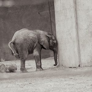 Kirkja (African bush elephant calf)