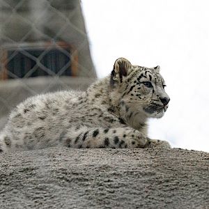 Murphy (snow leopard cub)