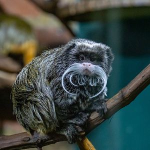 Emperor tamarin