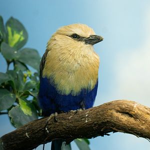 Blue-bellied roller