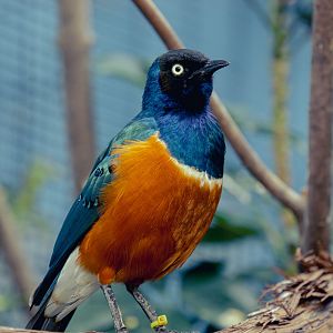 Superb starling