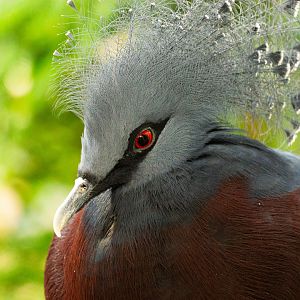 Victoria crowned pigeon