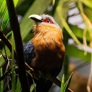 Chestnut-breasted malkoha