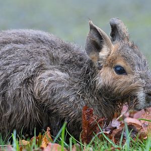 Young Patagonian Mara, ZSL Whipsnade, UK