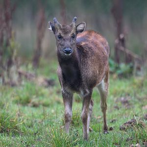 Philipine Spotted Deer, ZSL Whipsnade, UK