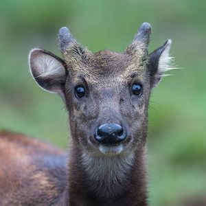 Philipine Spotted Deer, ZSL Whipsnade, UK