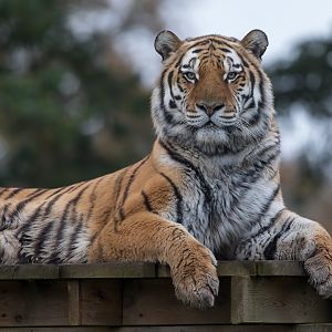 Amur tiger (m), Miron, ZSL Whipsnade, UK