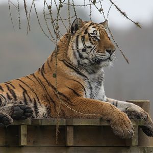 Amur tiger (m), Miron, ZSL Whipsnade, UK