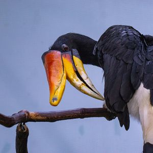 Rhinoceros hornbill