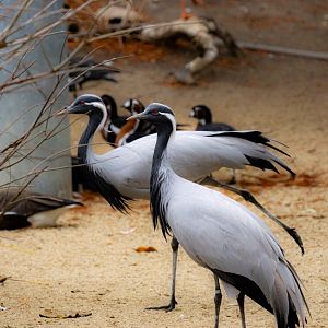 Demoiselle crane