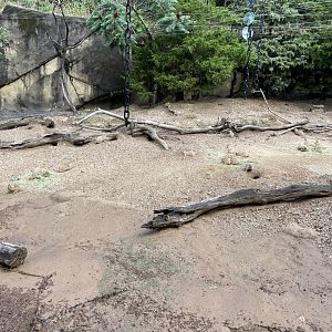 09/13/23 - Black-Tailed Prairie Dogs (Cynomys ludovicianus)