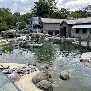09/13/23 - African Penguin Enclosure