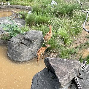 09/13/23 - Sitatunga (Tragelaphus spekii)