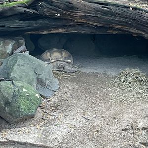 09/13/23 - Sulcata Tortoise (Centrochelys sulcata)
