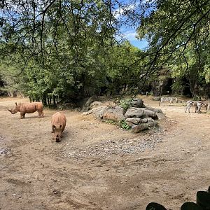 09/13/23 - Southern White Rhinoceros (Ceratotherium simum simum) and Plains Zebra (Equus quagga)