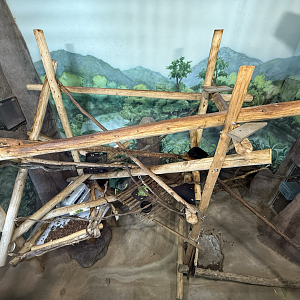 First Indoor Habitat - Primate Forest