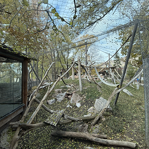 First Outdoor Habitat - Primate Forest