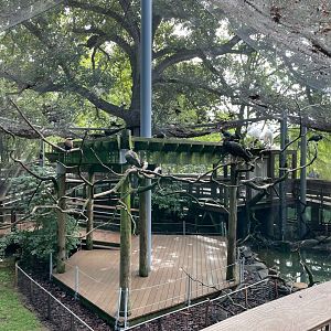 09/13/23 - African Aviary