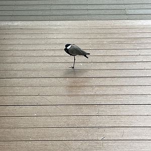 09/13/23 - Spur-Winged Lapwing (Vanellus spinosus)