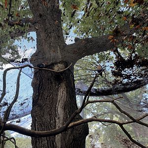 09/13/23 - Blue-Bellied Roller (Coracias cyanogaster)