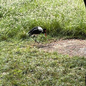 09/13/23 - Saddle-Billed Stork (Ephippiorhynchus senegalensis)