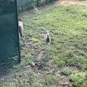 09/13/23 - Addra Gazelle (Nanger dama)