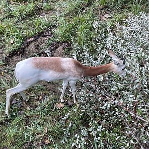 09/13/23 - Addra Gazelle (Nanger dama)