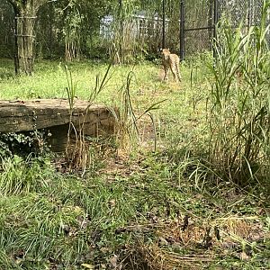 09/13/23 - Cheetah (Acinonyx jubatus)