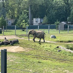 09/13/23 - African Savanna Elephant (Loxodonta africana)