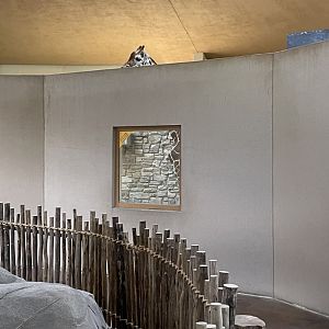 09/13/23 - Giraffe peeking over wall