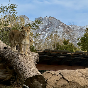 Female Lion - Lion Hill - African Savanna