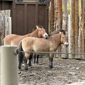 Male Przewalski's Horses - East Yard - High Desert Oasis