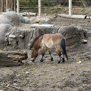 Male Przewalski's Horse - East Yard - High Desert Oasis