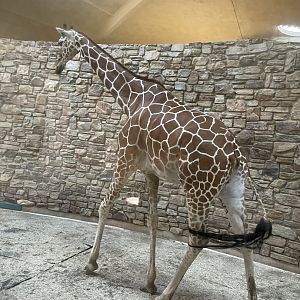 09/13/23 - Giraffe (Giraffa camelopardalis)