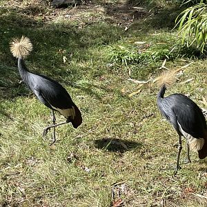 09/13/23 - Black Crowned Crane (Balearica pavonina)