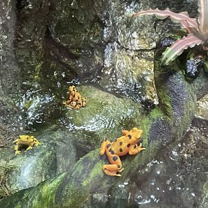 09/13/23 - Panamanian Golden Frogs (Atelopus zeteki)