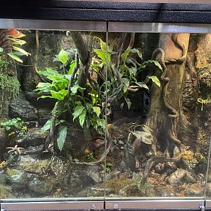 09/13/23 - Panamanian Golden Frog enclosure