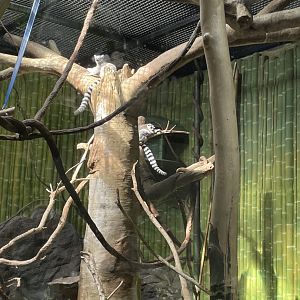 09/13/23 - Ring-Tailed Lemur (Lemur catta)